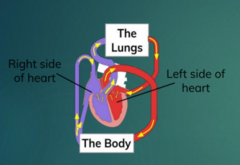 <p>- Blood to the left side of the heart is returning from the lungs</p><p>- if left heart stops working --> blood moves backward and goes into lungs first, then right heart next</p>