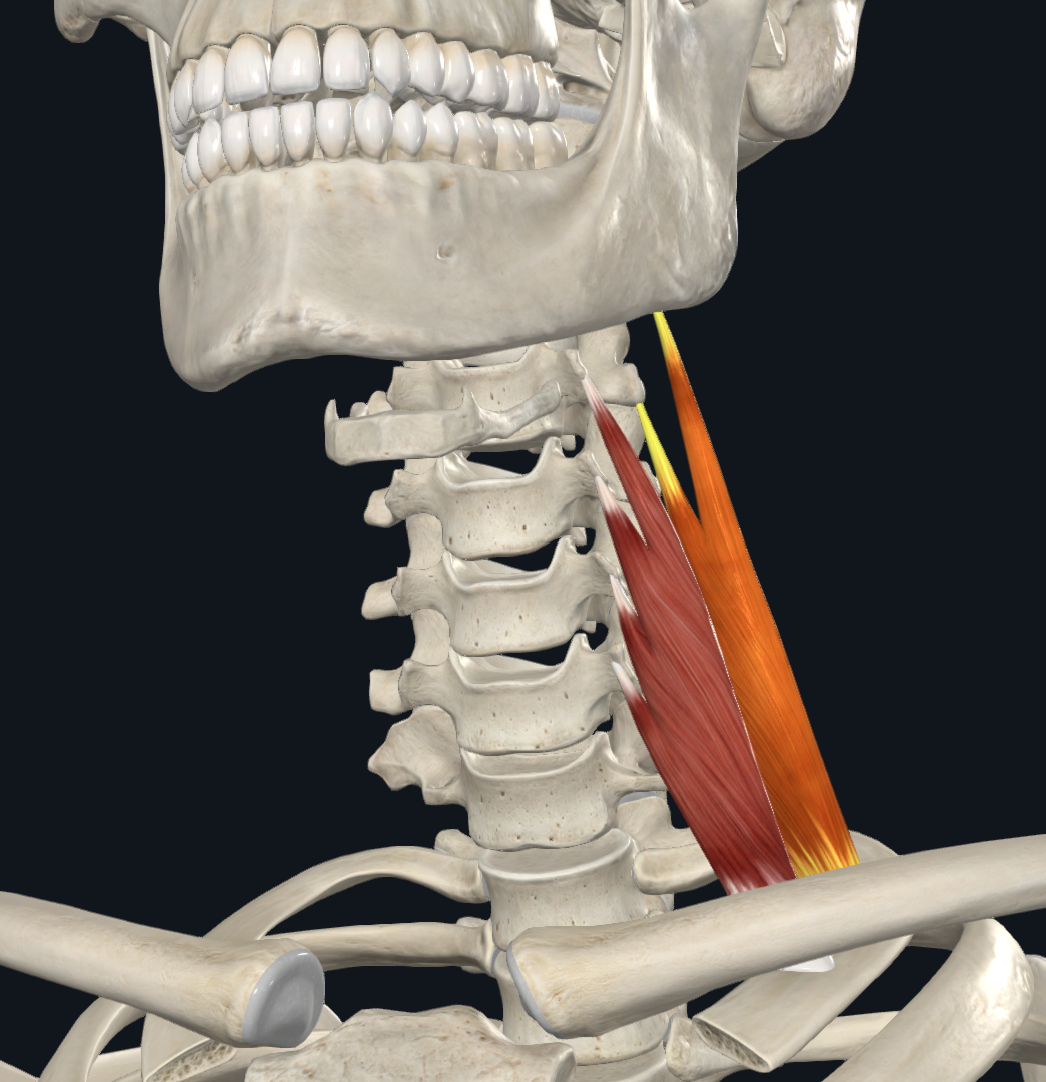 <ul><li><p>C2-C6 transverse processes </p></li></ul><p>TO</p><ul><li><p>1st rib</p></li></ul><p></p><p></p>