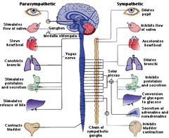<p>sympathetic and parasympathetic</p>