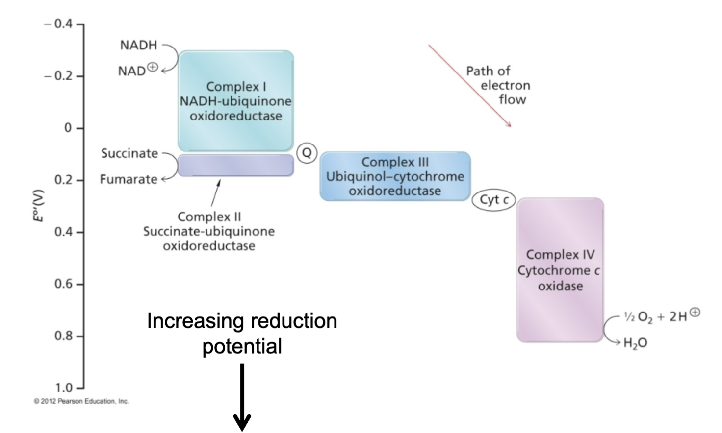 <p>Electrons move from molecules with low reduction potential (low affinity for electrons) to molecules with high reduction potential (high affinity for electrons). The terminal electron acceptor (O<sub>2</sub>) has the highest reduction potential, thus found at the end of the ETC and indirectly tugs on electrons to move them forward. Cofactors are ranked in increase order by reduction potential from complex I to complex IV.</p><p>NADH has the lowest reduction potential and thus always donates. O2 has the highest and thus always accepts. Q has a higher reduction potential than any cofactors in complex I and complex II and thus accepts from these two complexes as a co-substrate.</p>