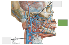 <p>Blood supply: This is the</p>