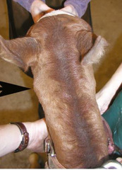 <p>An arabian foal has abnormal head neck carriage, brainstem compression, hyperreflexia, hypertonia, weakness, ataxia in all 4 limbs, and has a click when palpated. He looks like this. Thoughts?</p>