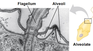 <p><span>Alveolates</span></p>