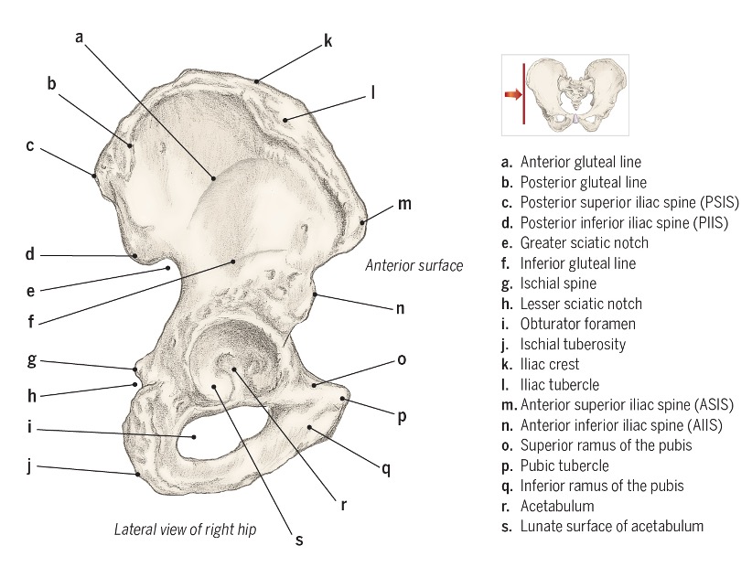 <p> (anterior)</p><ul><li><p>provides fibrocartilage disk, direct connection of 2 hip bones</p></li><li><p></p></li></ul><p></p>