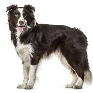 <p>Herding Dog</p>