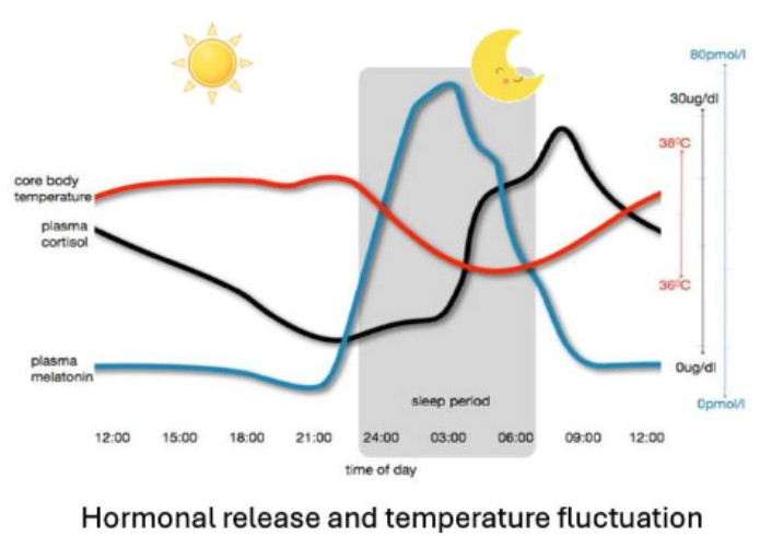 <p>There are multiple physiological, behavioural, and social rhythms that are coordinated by the central circadian clock.<br>The image is an example.</p>