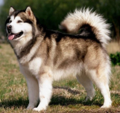 <p>welk type hond is dit</p>