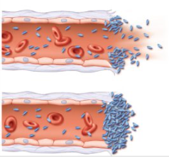 <p>Platelet Plug Formation</p>