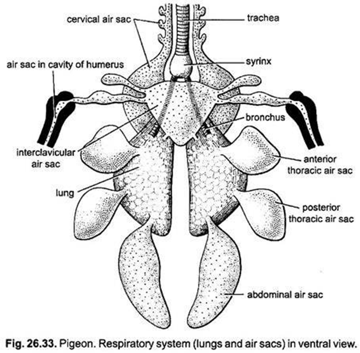 <p><span>1-way flow of air occurs because of anterior and posterior air sacs</span></p>