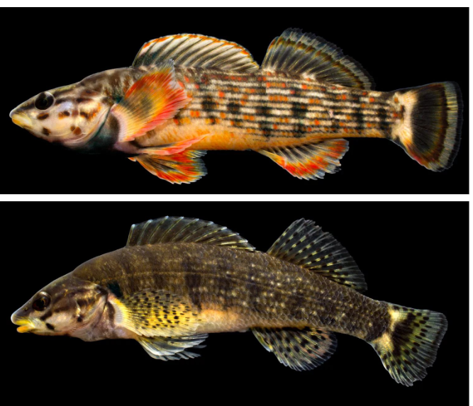 <p>Dark horizontal markings on cheek, often forming two spots, Large pair of white basicaudal spots present, often in hourglass shape, All median fins with pale submarginal band and dark marginal band</p>