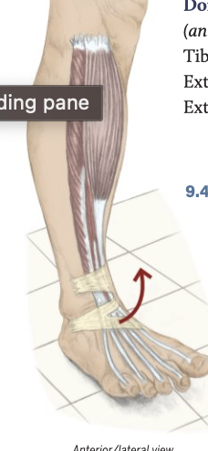 <p>dorsiflexion </p>