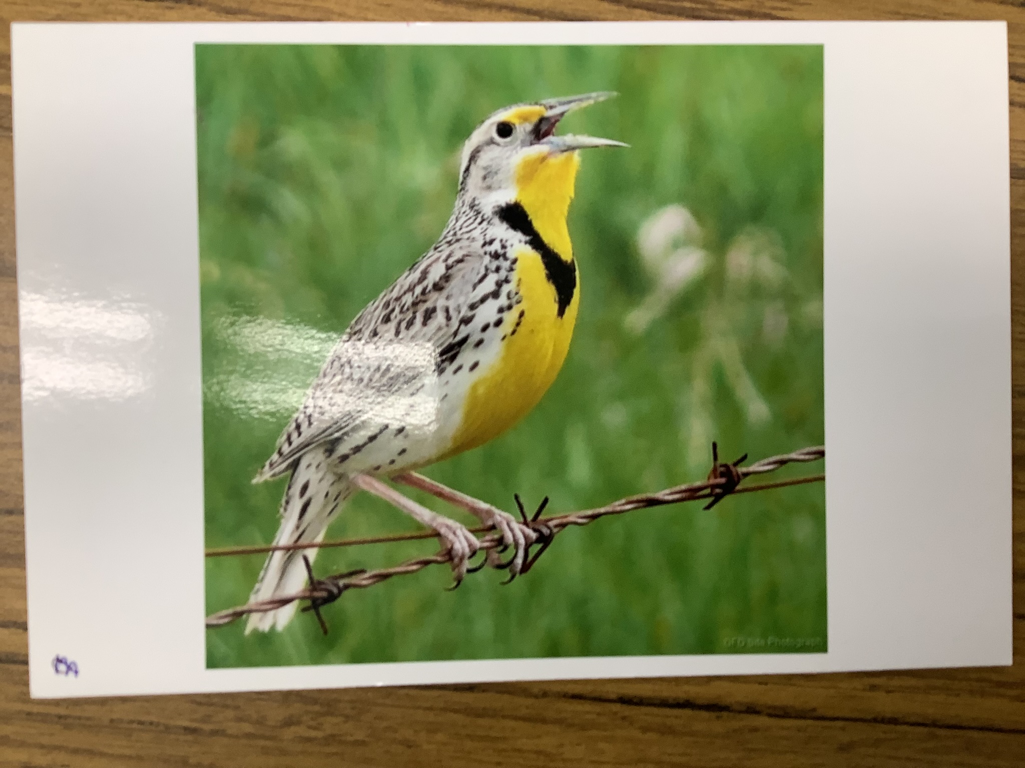 <p>Class Reptillia</p><p>Order Passeriformes</p><p>Golden-Crowned Sparrow</p><p>Western Meadowlark </p><p></p>