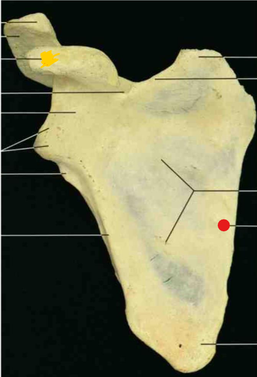 <p>Name this structure</p>