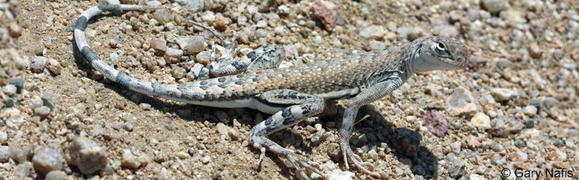 <p>Phrynosomatidae<br>Callisaurus draconoides<br>Zebra-tailed Lizard</p>