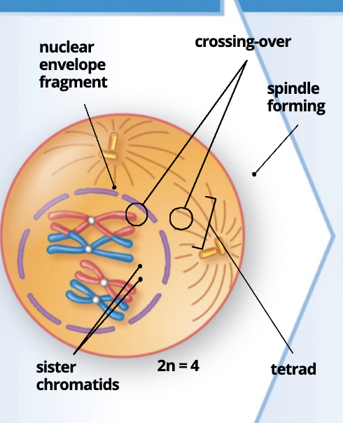 <p><span style="color: blue;">Tetrads form, and crossing-over occurs as chromosomes condense; the nuclear envelope fragments</span></p><p></p>