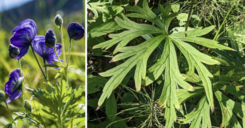 <ul><li><p>Hood-shaped dark blue-purple flowers</p></li><li><p>Deeply divided leaves</p></li><li><p>Tall moist meadow plant</p></li><li><p>Blooms summer to early fall</p></li><li><p>Extremely poisonous <span data-name="warning" data-type="emoji">⚠</span></p></li><li><p>Sometimes confused with larkspur</p></li></ul><p></p>