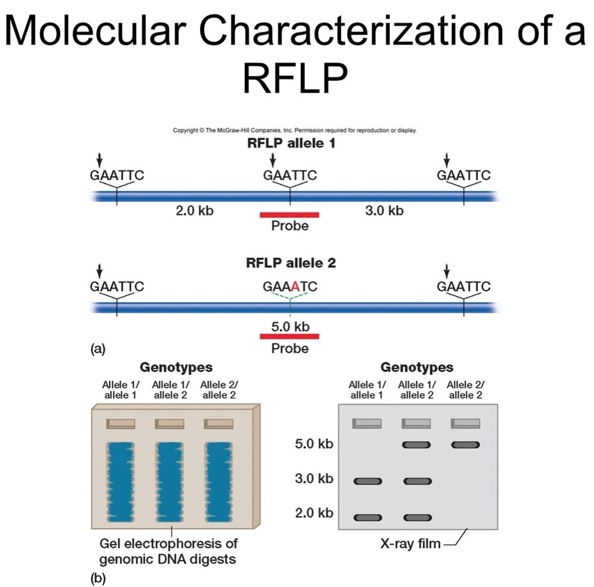 <p>Differences in DNA sequence on homologous chromosomes that can result in different patterns of restriction fragment lengths (DNA segments resulting from treatment with restriction enzymes).</p>