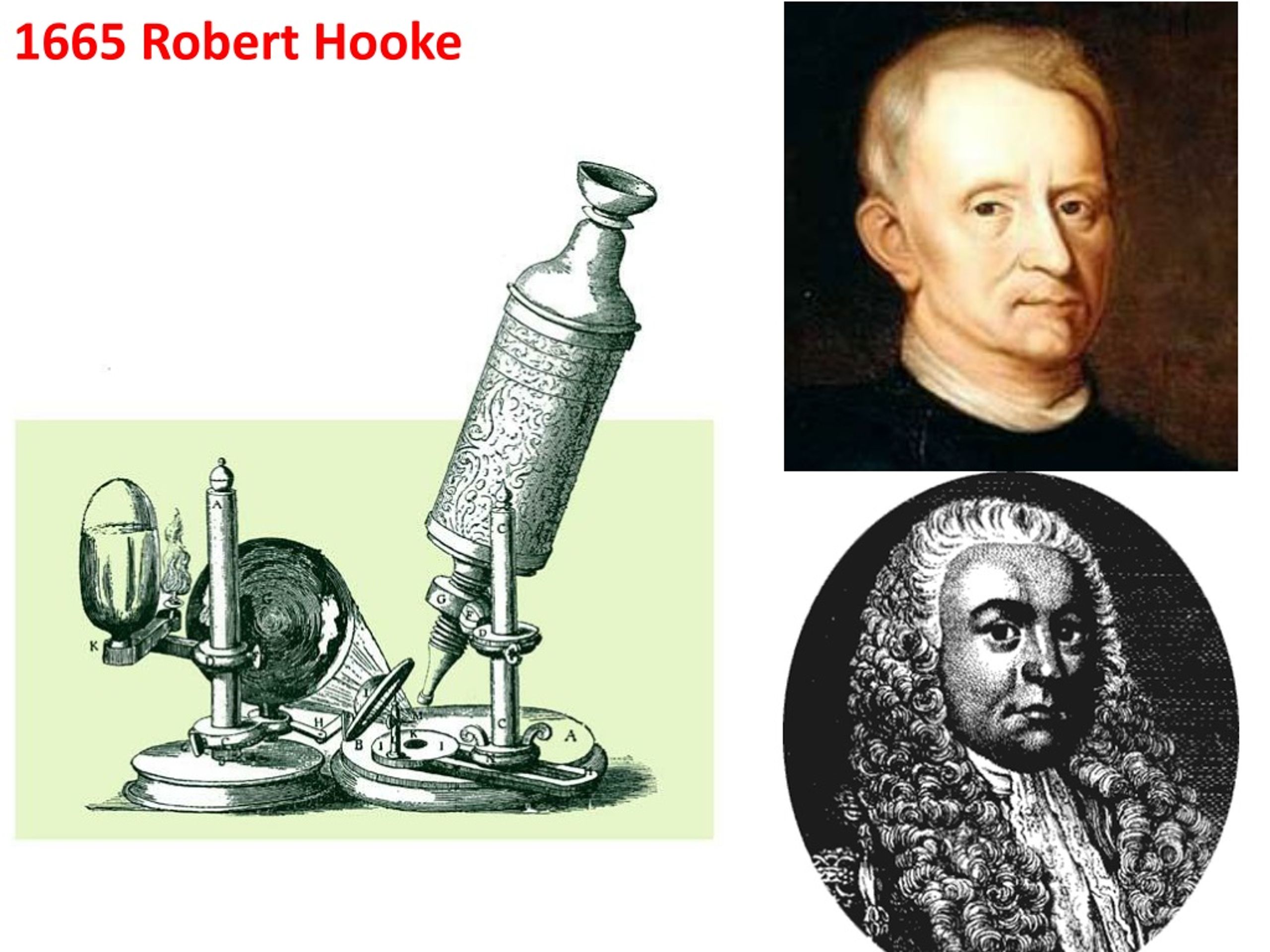 <p>Robert Hooke (1665).</p>