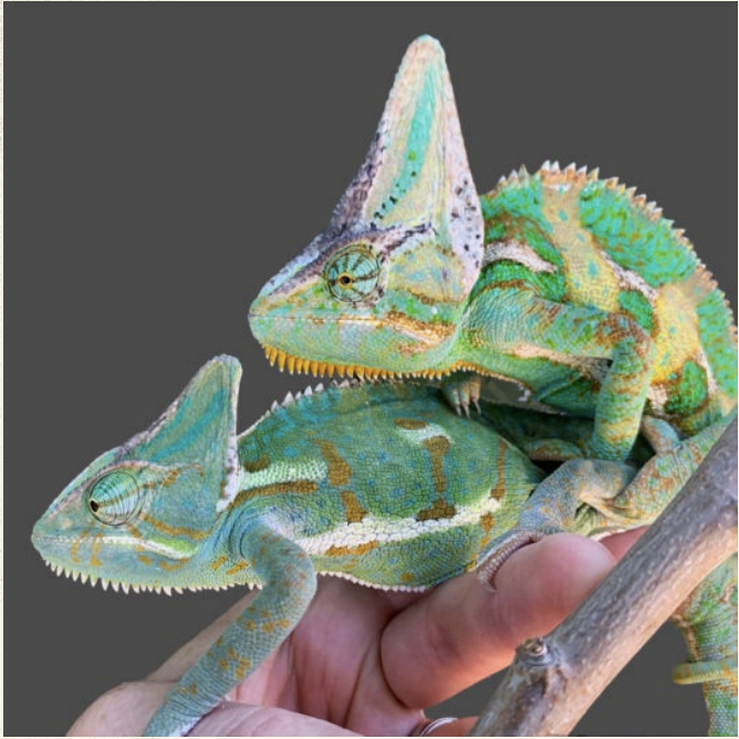 <p>male and female Veiled Chameleons (<em>Chamaeleo calyptratus</em>) can be distinguished by the differences in their?</p>