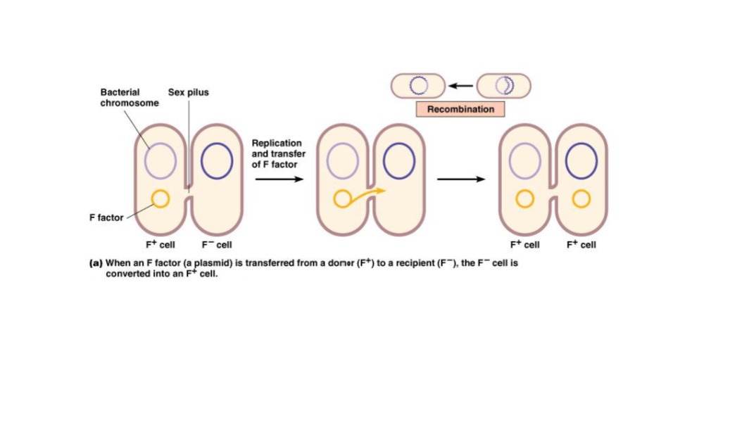 <p>Requires direct contact between cells</p><ul><li><p>the cells have to be of opposing mating type (one carries the plasmid and the other doesn’t)</p></li></ul><p>Requires pilis - allows for transfer of material</p><ul><li><p>coded for by genes on plasmid (small pieces of circular DNA w/ nonessential genes on them)</p></li><li><p>plasmid called “F factor” because genes lie on it, meaning it can engage in conjugation</p></li></ul><p>So, cells carrying plasmid are F+ (F positive) and cells w/out plasmid are F- (F minus)</p><p></p>