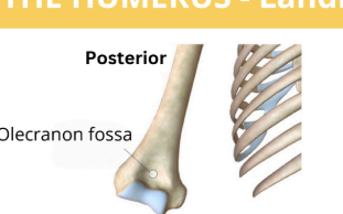 <p>hold the olecranon process of the ulna and allows for full extension of the elbow joint</p>