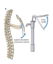 <p>anterior thoracic wall</p>