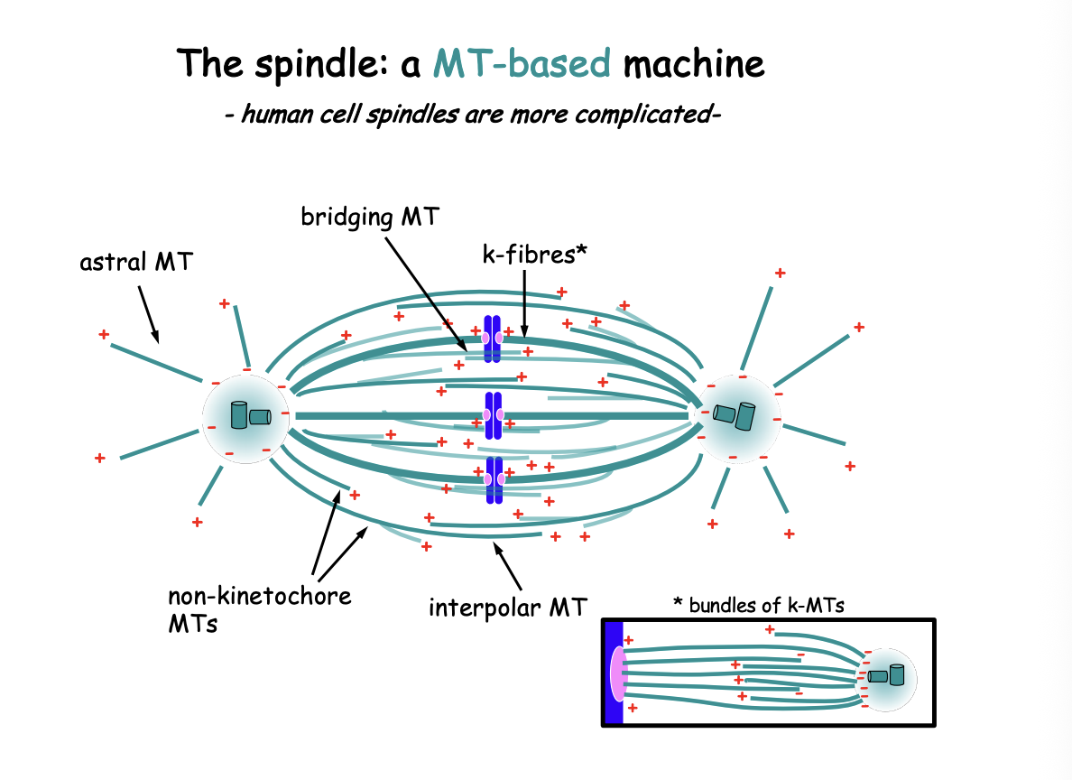 <ul><li><p>mitotic spindle contains significantly more complex MT based modules:</p><ol><li><p>may branch off from other MTs</p></li><li><p>not all (-)  ends are buried near the centrosome</p></li><li><p>MTs may form antiparallel bridges between k-fibres</p><ul><li><p>also contributing to spindle dynamics</p></li></ul></li><li><p>Suggest <strong>human</strong> k-fibres contain BOTH MTs emanating from the centrosome AND MTs that do not reach the spindle pole</p><ul><li><p>those may be crosslinked or interact through various MT-associated components</p></li></ul></li></ol></li></ul><p></p>