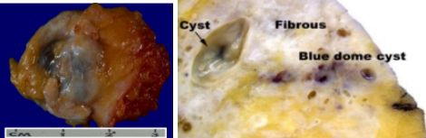 <p>What pathology? </p>