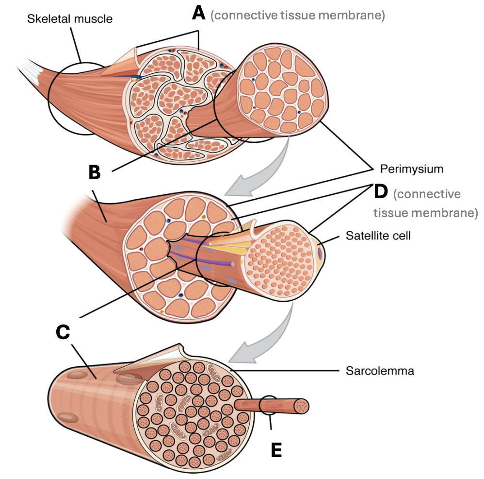 <p>Which letter indicates a fascicle?</p>