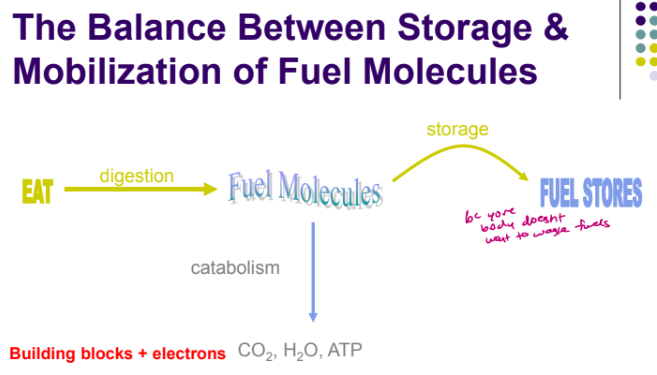 <ul><li><p> Nucleic Acids - Nucleotides, not a significant fuel source </p></li><li><p> Proteins - Amino acids</p></li><li><p> Polysaccharides (complex carbohydrates) - Monosaccharides (simple sugars), doesnt have as much electrons as fats</p></li><li><p> Triacylglycerol (Fat) - Fatty acids</p></li><li><p>last 2 is the most significant fuel sources bc theres a lot of energy in those bonds </p></li></ul><p></p>