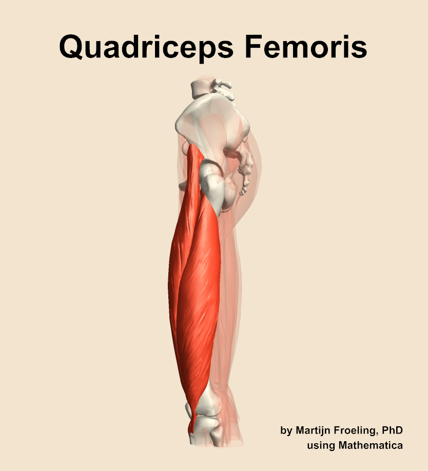 <p><span>Extends the leg at the knee</span></p>