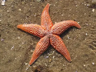 <p><span>Common sea stars inhabit </span><strong>rocky shores, jetties, pilings, sandy bottoms, seagrass beds, and intertidal zones</strong><span>.</span></p><p><span>he common sea star is an </span><strong>opportunistic predator</strong><span>, feeding mainly on </span><strong>bivalve mollusks</strong><span> (mussels, clams, oysters), snails, barnacles, and other benthic invertebrates</span></p><p><span>Females can release up to </span><strong>2.5 million eggs</strong><span>, which develop into </span><strong>free-swimming larvae</strong><span>.</span></p><p></p>