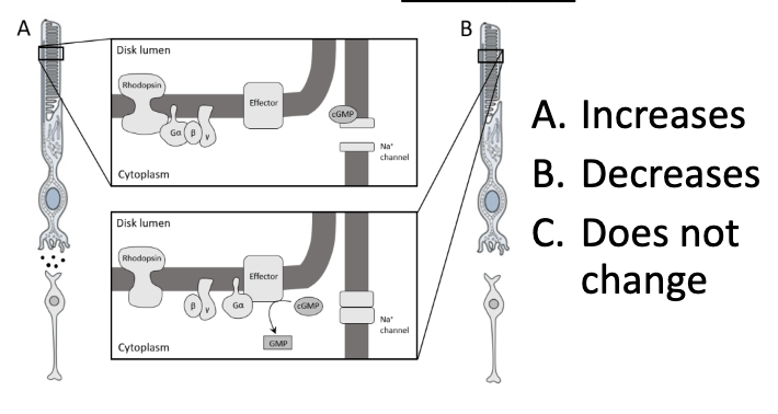 <p>You turn on a light so you can get a glass of water. At the moment the light turns ON, the concentration of cGMP inside your rods and cones, ____</p>