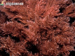 <p>Red algae (Rhodophyta)</p>