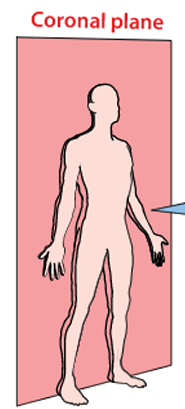 <p>Coronal </p>