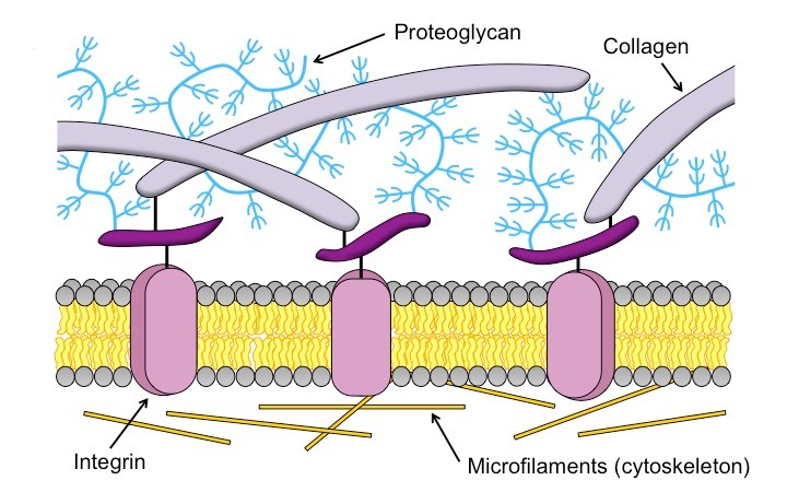 <p>A protective layer or wall that forms just beyond the plasma membrane</p><ul><li><p>Defines cell shape</p></li><li><p>Attaches cells to other cells (junctions)</p></li><li><p>First defense system</p></li></ul><p>Components</p><ul><li><p>Collagen fibrils</p></li><li><p>Proteoglycans</p></li><li><p>Integrin proteins</p></li><li><p>Cytoskeleton microfilaments</p></li></ul><p></p>