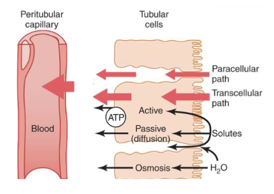 <p>Reabsorption of </p>