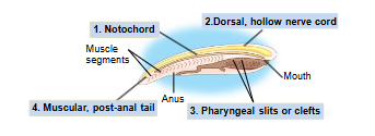 <p>Member of Bilateria Deuterostomata defined by a set</p><p>of derived characters.</p><p>In many species, some of these characters are only</p><p>expressed during embryonic development </p>