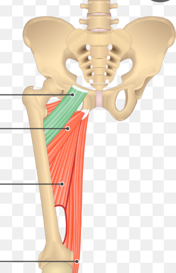 <p>adduction</p><p>flexion</p><p>external rotation</p>