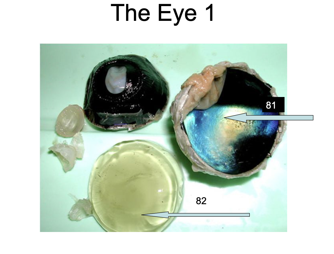 <p>82</p>