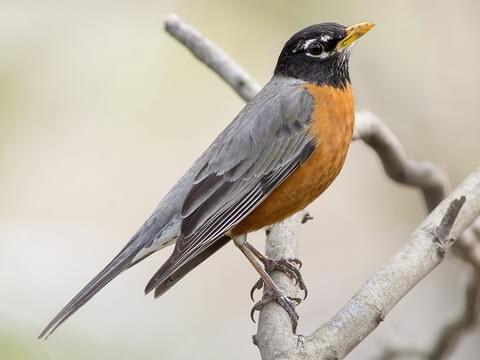 <p>head is darker than body</p><p>turdus migratorius</p>