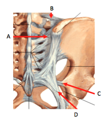 <p>Identify C</p>