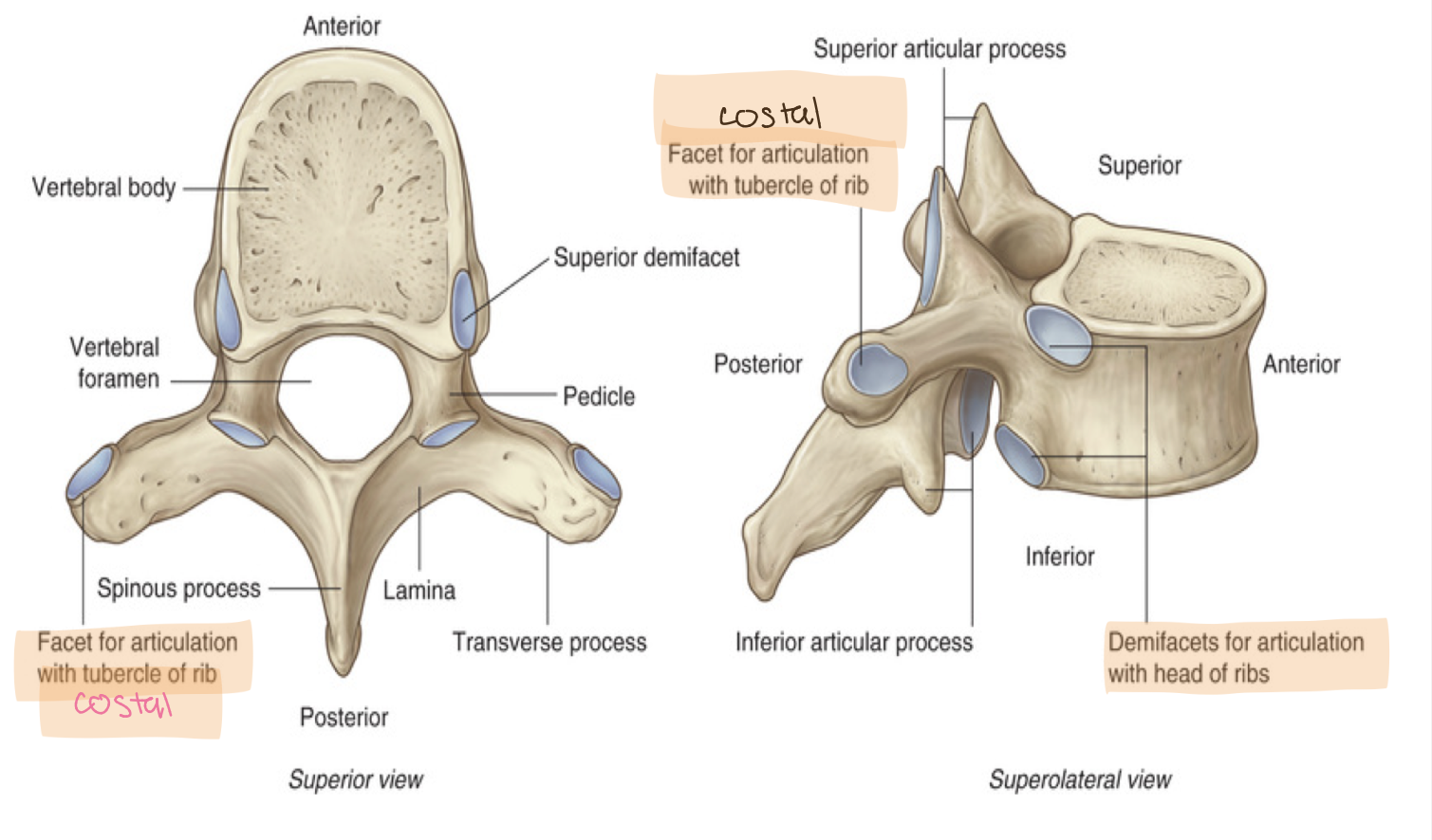 <p>demifacets: articulate with head of the ribs</p><p>costal facets: articulate with tubercle of ribs T1-10</p>