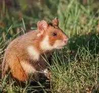 <p>(small mammals)</p>