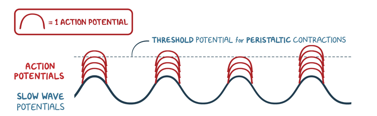 <p>Answer: Action potentials spike on top of the slow-wave plateau and trigger strong phasic contractions.</p><p>Extra Information:</p><ul><li><p>These stronger contractions contribute to peristaltic mixing and grinding.</p></li></ul><p></p>