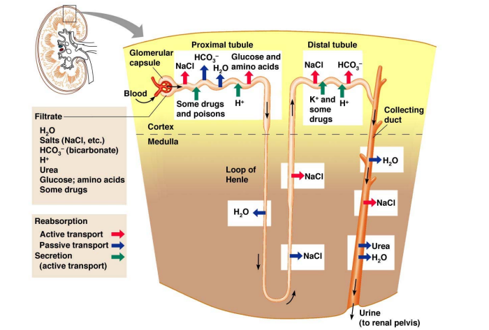 <p>Transfer of materials from blood into the nephron (reverse of reabsorption)</p><ul><li><p>Excess H<sup>+</sup>, K<sup>+</sup>, and drugs are moved out of peritubular capillaries (blood) into the proximal and distal tubule lumen (filtrate) to be excreted.</p></li><li><p>Protein by-products such as ammonia are secreted into the proximal tubule</p></li></ul><ul><li><p>Substances typically move through active transport</p></li><li><p>Critical for balancing blood pH (secretion of H+).</p></li></ul><p></p>