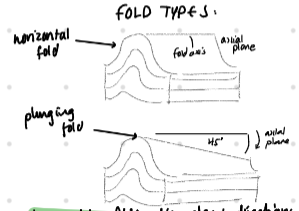<p>there is also anticlines ͡ with older rocks in the centre + synclines ‿ with newer rocks in the centre → both typically dont correspond to hills + valleys as they are usually eroded after formation - hills + valleys correspond to stronger + neater rocks within structures</p><p>often what is seen in the field is not the main syncline/anticline but small ripples within the large geological structure. </p><p>in upright folds, dip angles + directions tell you which side of the fold you’re on BUT OVERTURNED folds dip + dip directions in the 2 limbs of fold may be similar</p>