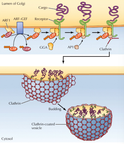 <p>Clathrin-Coated Vesicles have Adaptor Proteins Like GGA, that are Recruited to the Membrane by</p>