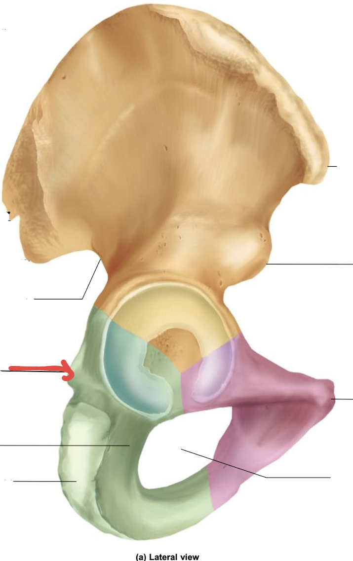 <p>what is this part of the hip?</p>