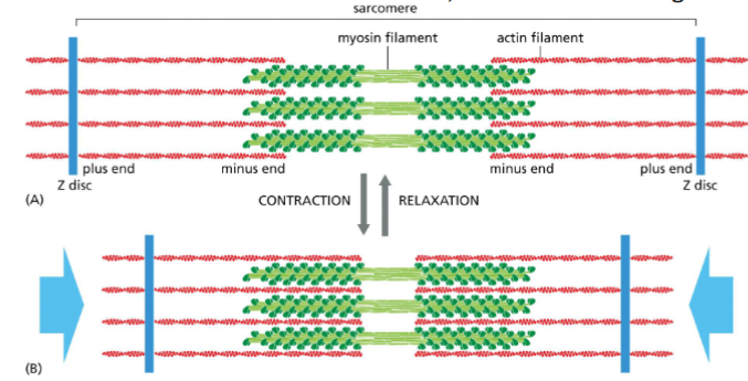 <p>Sarcomeres are the functional contractile until of muscles</p><p>• Made of three regions:</p><p>1) Actin filaments</p><p>2) Thick filament (made of myosin II)</p><p>3) Z disc (attachment point for actin</p><p>filament</p><p>In sarcomeres this myosin filament mediated actin filament movement</p><p>causes muscle contraction.</p><p>• The size of the filaments remains the same, but the sarcomere gets smaller</p>